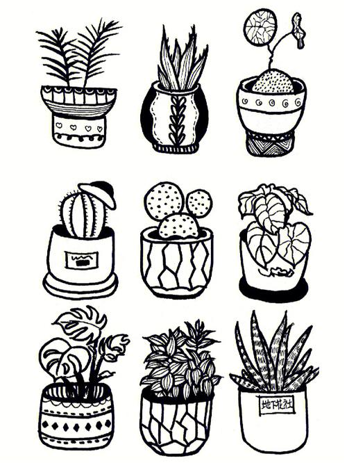 植物简笔画植物盆栽写生黑白线描画原创