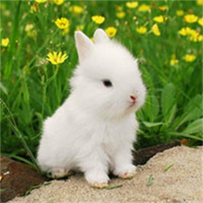 小兔子图片头像 微信