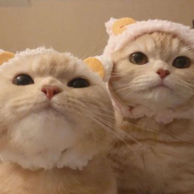 两只猫咪情侣头像高清可爱两个猫咪的情头大全图片