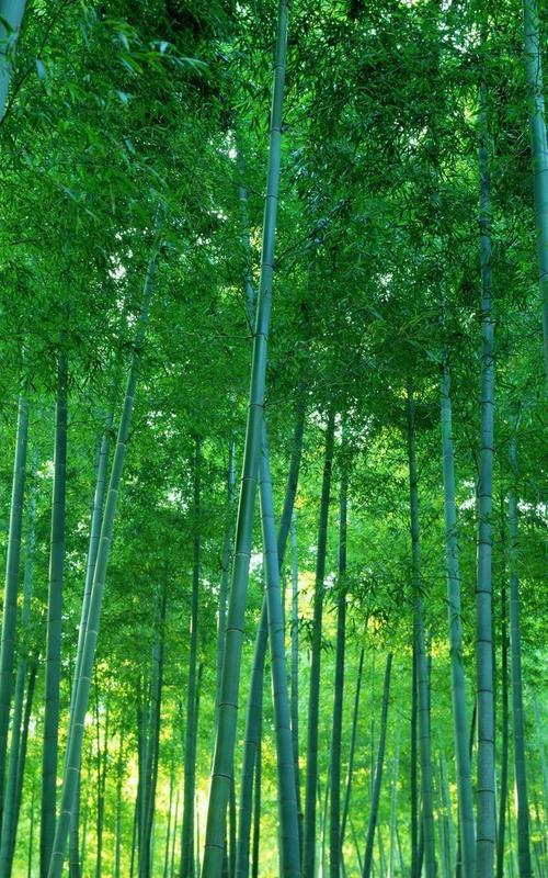 竹子壁纸高清大图竖向