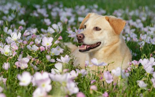 下载1920x1200 狗在花丛中,春天 壁纸, 图片