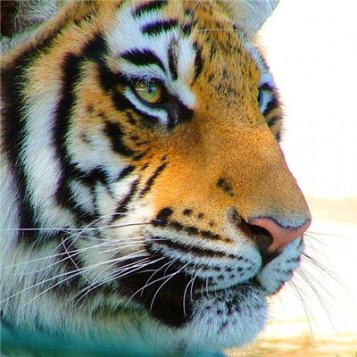 老虎的头像高清图片高级感