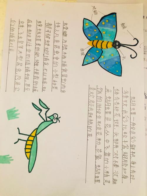 新学期我们学了新的写作方法,这是我做的昆虫备忘录,有意思吗?