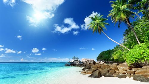 棕榈树天堂海滩-夏季风光高清壁纸