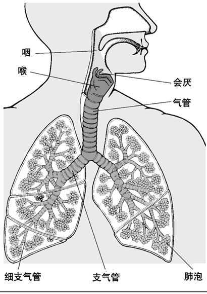 呼吸器官结构图简笔画 图文