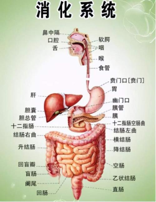 人体消化系统结构(因此,肠道的状态决定了人的容颜和美丽.