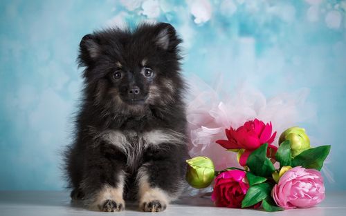 壁纸 可爱的小狗和鲜花