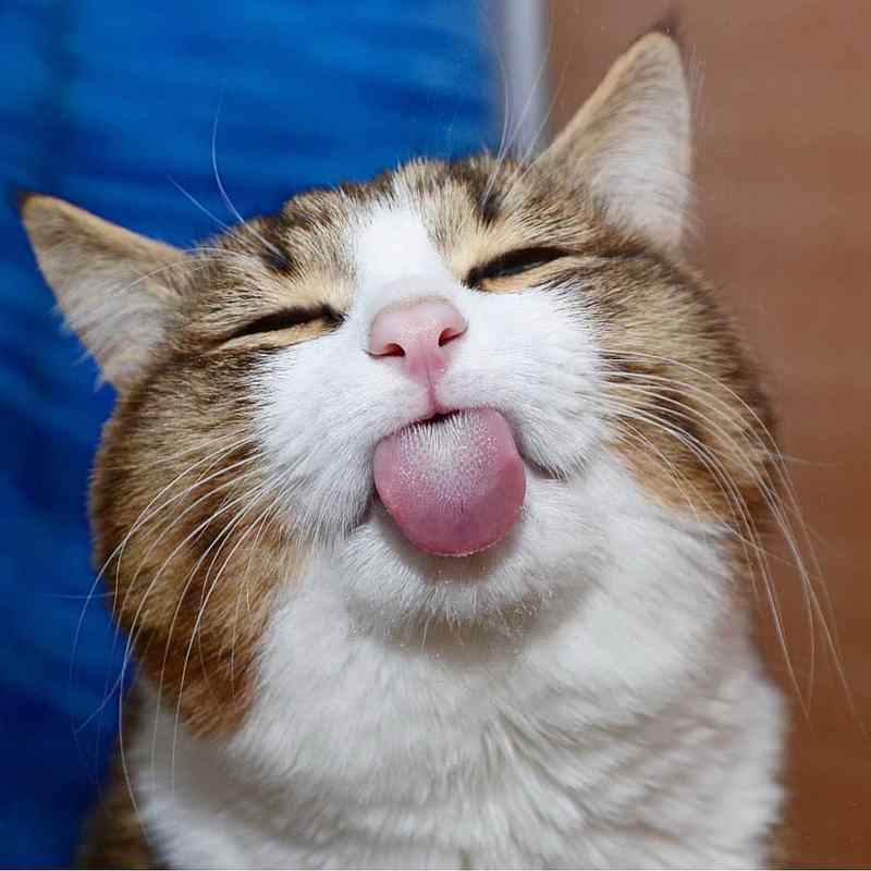 猫咪吐舌头头像