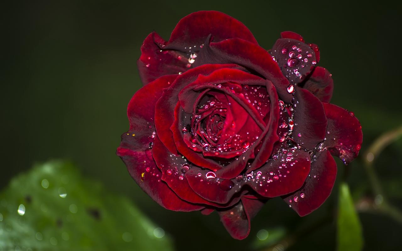 唯美娇艳红玫瑰图片高清电脑壁纸