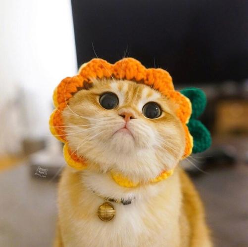 橘猫背景图头像