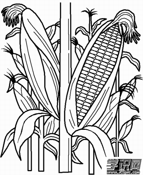 玉米地简笔画图片带颜色