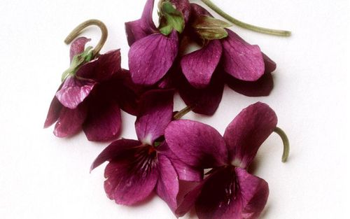 浓情紫罗兰,高清壁纸图片,鲜花背景-回车桌面