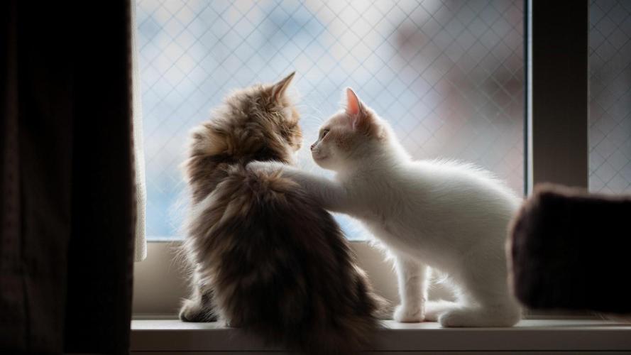 超萌可爱的两只小猫咪桌面壁纸