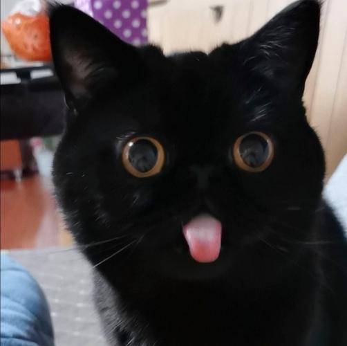 可爱黑色猫咪头像图片