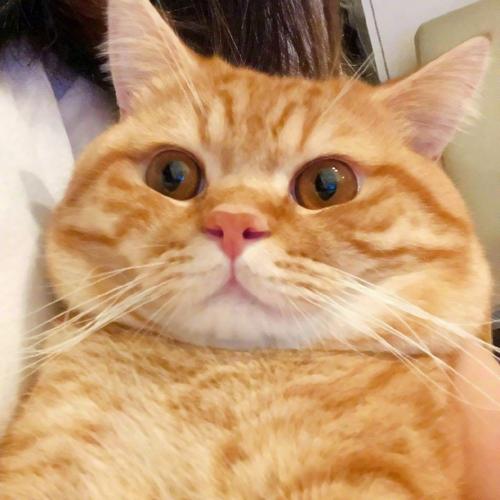 胖橘猫头像超清超萌的胖橘猫图片可爱头像