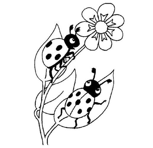 七星瓢虫两只爬在花上的七星瓢虫简笔画