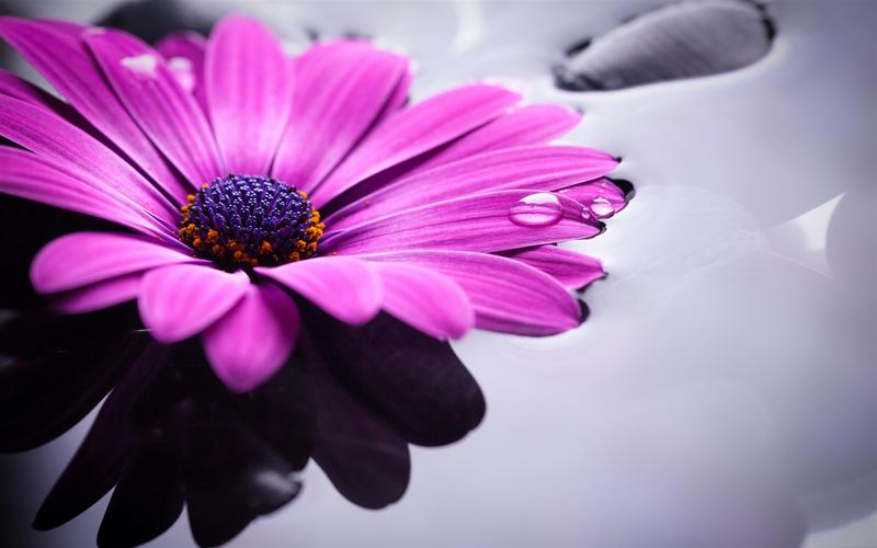 紫色非洲菊,花瓣,水滴 1125x2436 iphone 11 pro/xs/x 壁纸,图片,背景