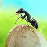 蚂蚁励志微信头像