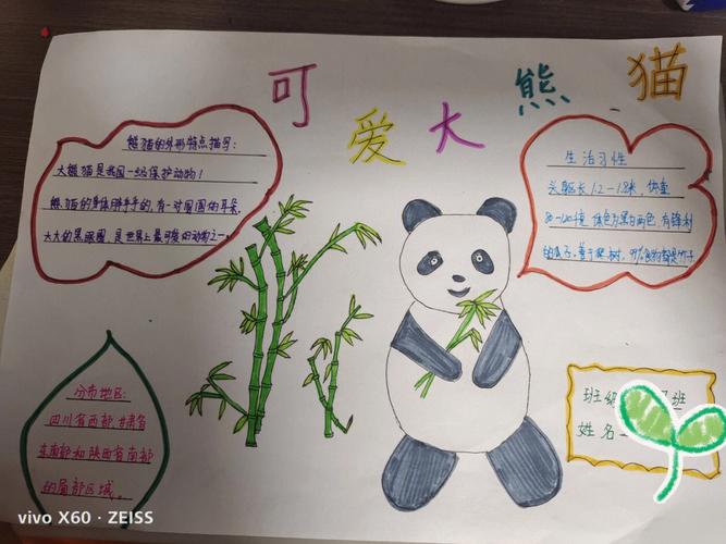 动物熊猫手抄报原创简笔画