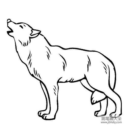 野生动物简笔画狼的简笔画图片