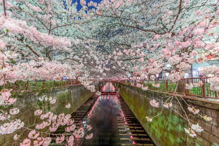 日本樱花照片壁纸