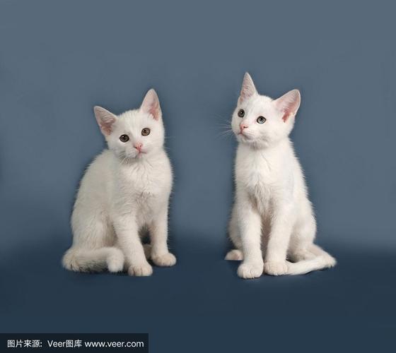 两只小白猫坐在灰色上
