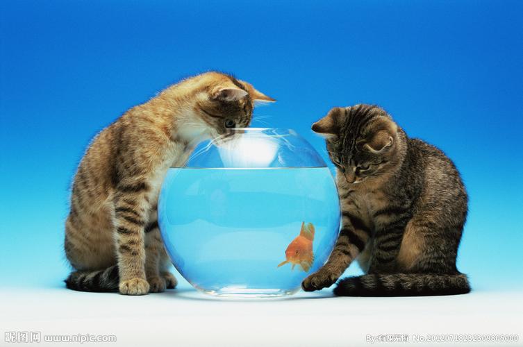 猫和鱼的高清壁纸