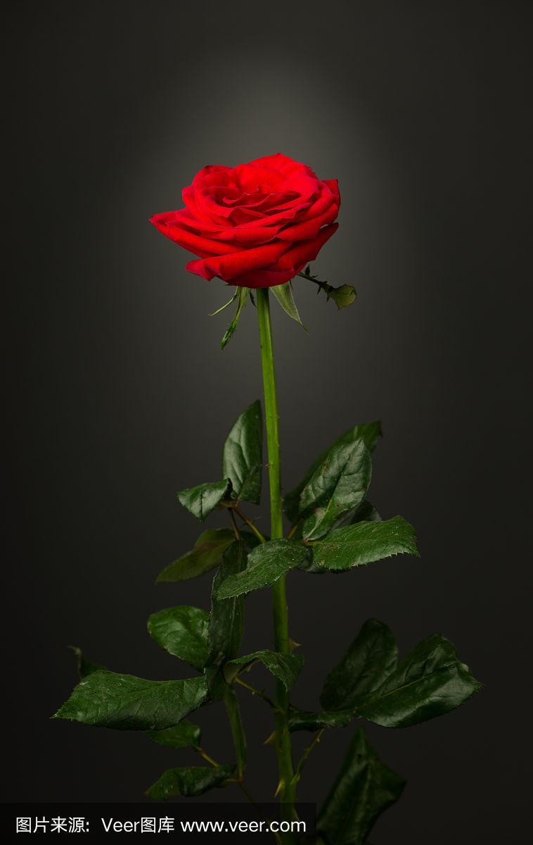 一朵红玫瑰唯美图片