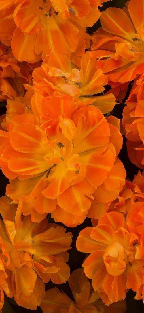 一些橙色的花 iphone 壁纸