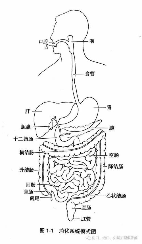 肠道的解剖生理特点