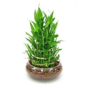 富贵竹的养殖方法,水样和土养富贵竹的方法介绍 富贵竹在家居生活中的