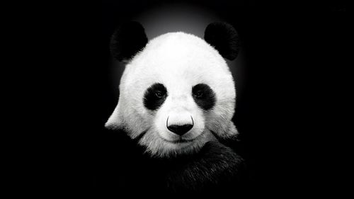 描述: 熊猫-可爱的动物壁纸 当前壁纸尺寸: 1920 x 1080