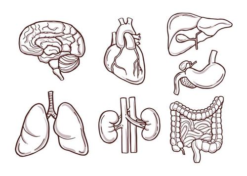 7种人体器官素描图心脏大脑肠胃等免抠矢量图片素材