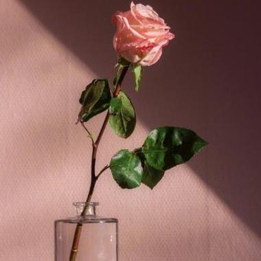 一朵玫瑰花图片头像高清漂亮唯美的单独一朵玫瑰花头像图片
