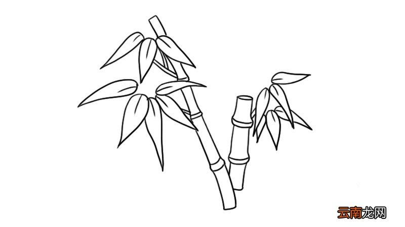 竹子简笔画 竹子的画法