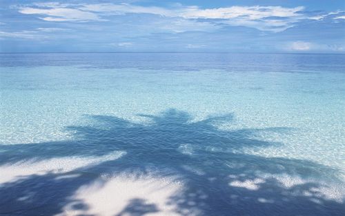 蓝色的大海,棕榈树的影子 iphone 壁纸