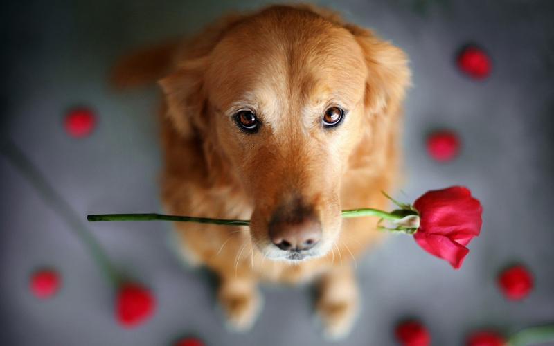 送玫瑰花的可爱狗狗电脑桌面壁纸下载