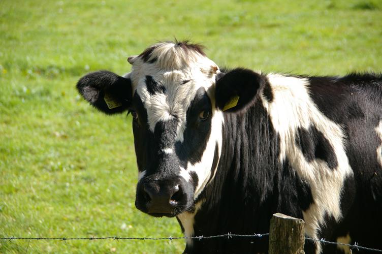 悠闲的奶牛图片1920x1200分辨率下载,悠闲的奶牛图片,图片,壁纸,动物