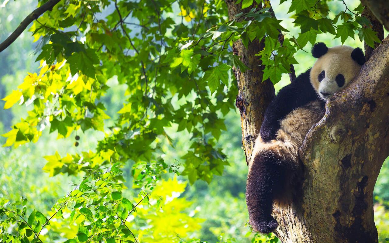 动物高清壁纸——熊猫