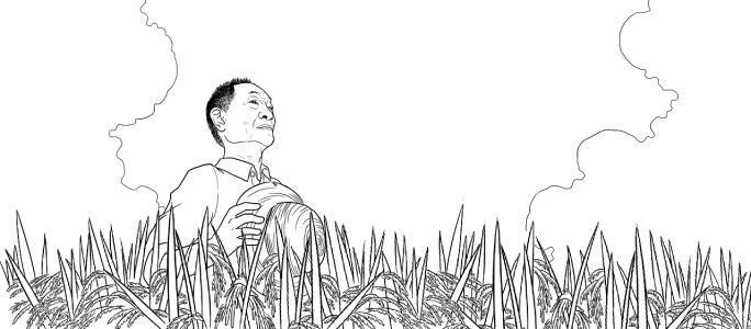 水稻种植的六个过程图简笔画