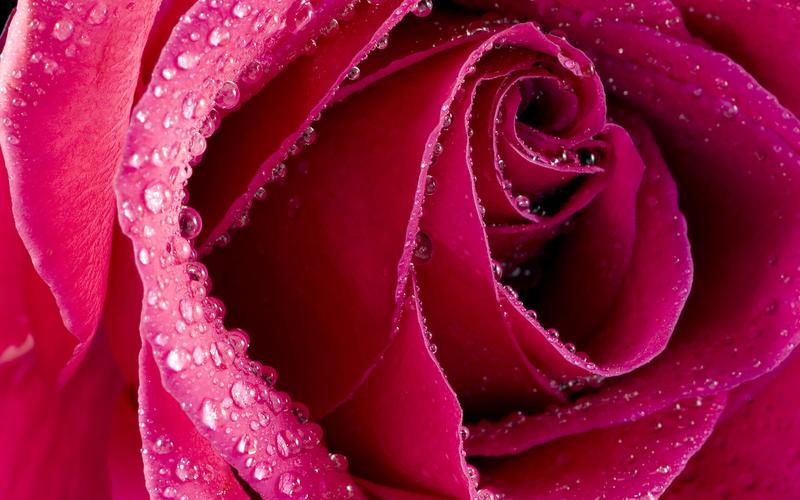 *节唯美浪漫鲜艳红玫瑰花高清特写桌面壁纸(一)