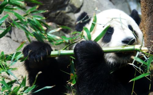 熊猫和竹子 壁纸