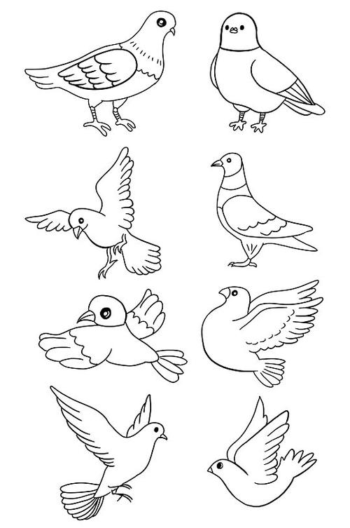 简笔画鸽子的画法图片