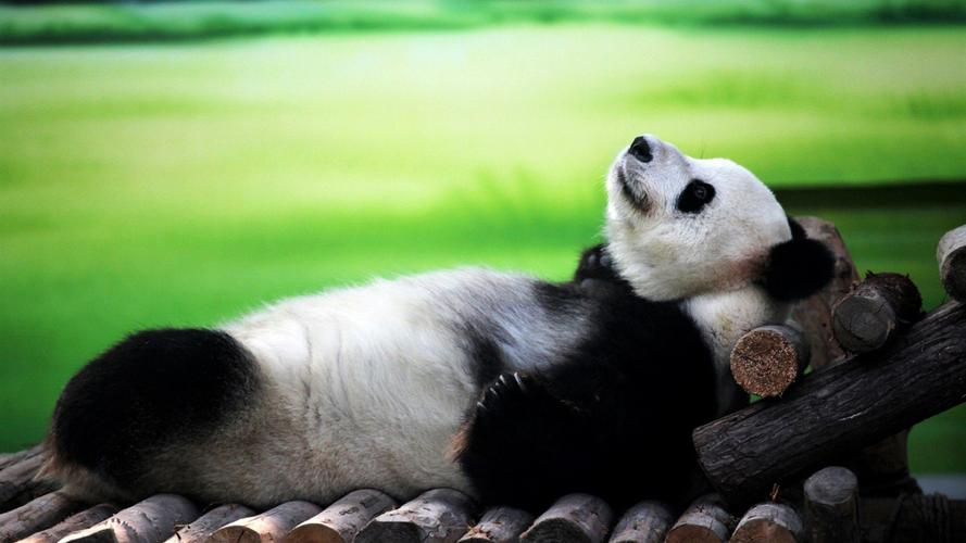 可爱的国宝大熊猫图片高清宽屏壁纸