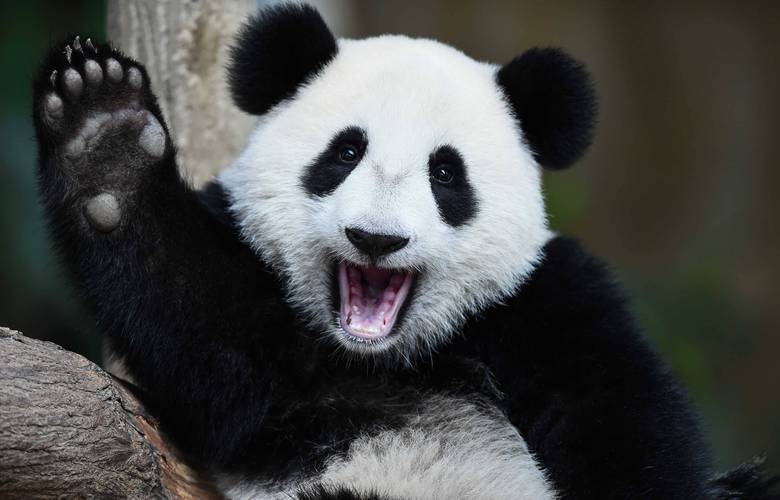 全球233个国家为什么只有中国可以拥有大熊猫