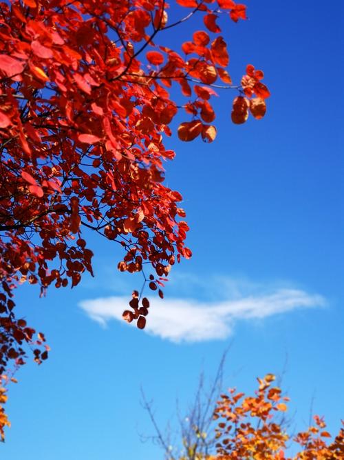 秋景高清壁纸手机图片
