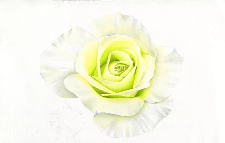 彩铅教程如何用彩色笔画一朵淡淡的彩铅白玫瑰