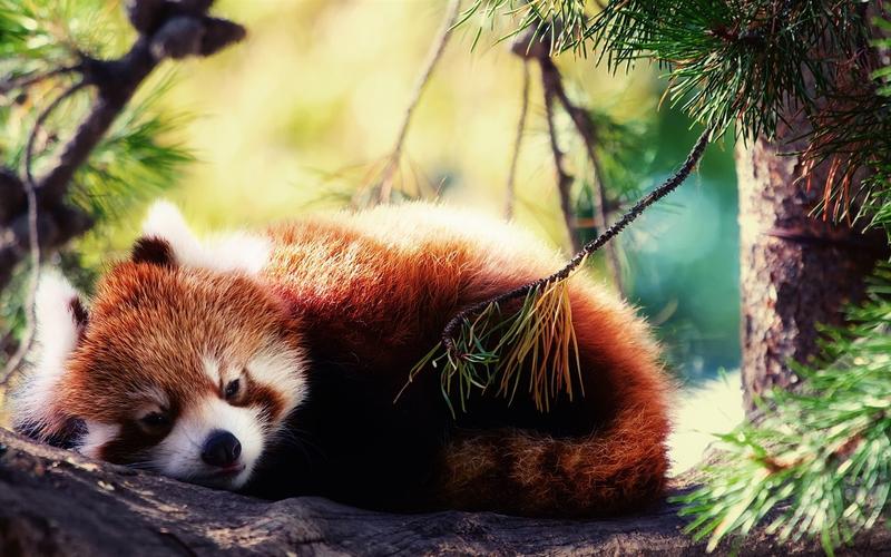 小熊猫想睡觉 640x960 iphone 4/4s 壁纸,图片,背景,照片