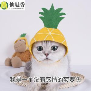 菠萝头猫头像