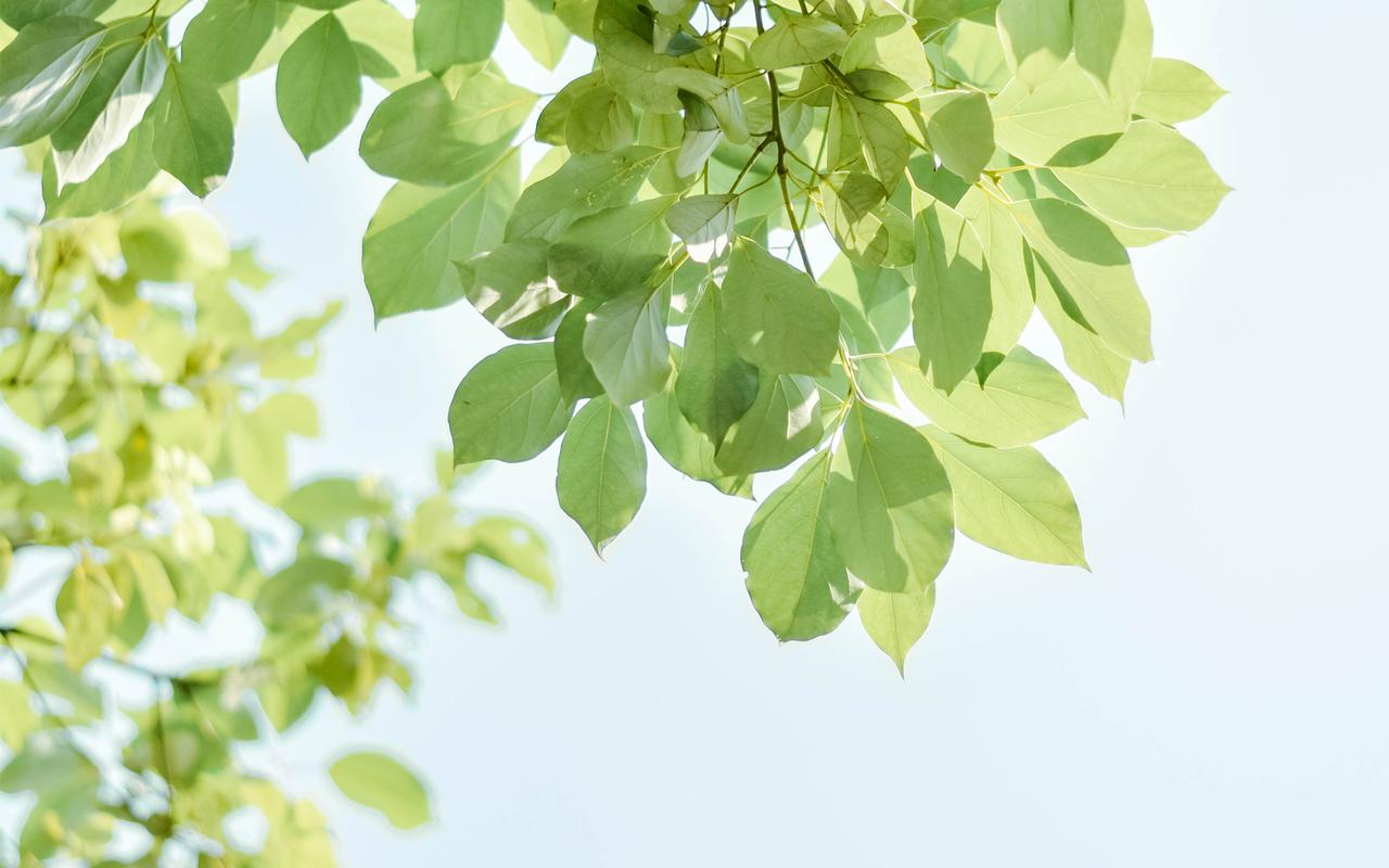 小清新绿色树叶唯美高清图片壁纸